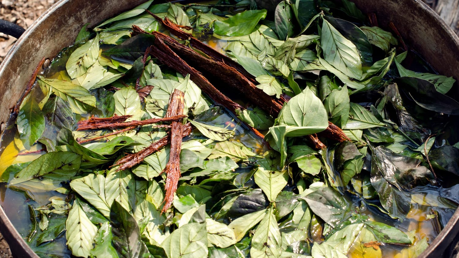 Ayahuasca